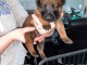 Magnifique et adorable chiot berger belge