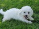 Magnifique et adorable chiot bichon frisé