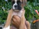 Magnifique et adorable chiot boxer