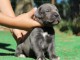 Magnifique et adorable cane corso