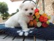 Adorable chiot bichon maltais femelle à donner