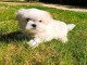 Adorable chiot bichon maltais femelle à donner