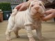 Magnifique et adorable chiot shar-pei