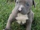adorable chiot american stafforshire bull terrier 