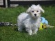 Adorable chiot bichon maltais femelle à donner