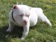 Magnifique et adorable chiot american bully