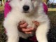 Magnifique et adorable chiot berger blanc suisse