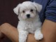 Magnifique et adorable chiot bichon maltais 