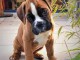 Magnifique et adorable chiot boxer