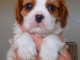 Magnifique et adorable chiot cavalier king charles 