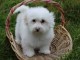 Magnifique et adorable chiot coton de tulear 