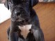 Magnifique et adorable chiot dogue allemand