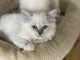 Adorables Chatons Ragdoll 2 Mâles et 1 Femelle