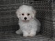 Donne chiot bichon maltais femelle