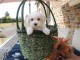 Donne chiot bichon maltais femelle