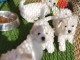 Donne chiot bichon maltais femelle