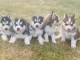 Chiots Husky de Sibérie A donner contre bon soin