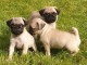 chiots carlin Superbe adorable