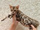 Magnifique chaton bengal