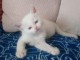 CHATONS RAGDOLL LOOF DISPO DE SUITE 