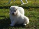 A donner chiot berger blanc suisse femelle