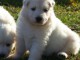 A donner chiot berger blanc suisse femelle