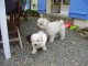 adorables bichons maltais a donner