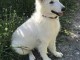 berger blanc suisse a donner