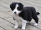 Chiots Border Collie Adoption