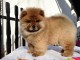 ADOPTION MAGNIFIQUE CHIOTS TYPE CHOW CHOW