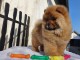 Adorables chiots de race chow-chow disponibles de suite