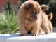 ADOPTION MAGNIFIQUE CHIOTS TYPE CHOW CHOW