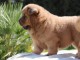 Adorables chiots de race chow-chow disponibles de suite