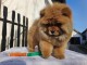 ADOPTION MAGNIFIQUE CHIOTS TYPE CHOW CHOW