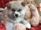 Magnifique et adorable chiot akita inu