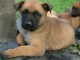 Magnifique et adorable chiot berger belge 