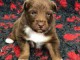 Magnifique et adorable chiot berger australien