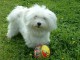 Magnifique et adorable chiot bichon maltais 