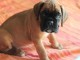 Magnifique et adorable chiot boxer