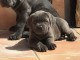 Magnifique et adorable cane corso 