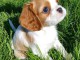 Magnifique et adorable chiot cavalier king charles 