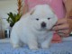 Magnifique et adorable chiot chow-chow