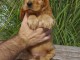 Magnifique et adorable chiot cokers