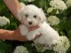 Magnifique et adorable chiot coton de tulear