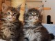 Chatons Type Maine Coon mâles et femelles