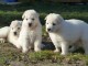 Donne chiot berger blanc suisse femelle