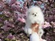 chiot spitz allemand nain femelle