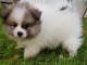 chiot spitz allemand nain femelle