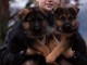 Donne chiot Berger allemand femelle