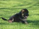 chiot berger allemand a donner